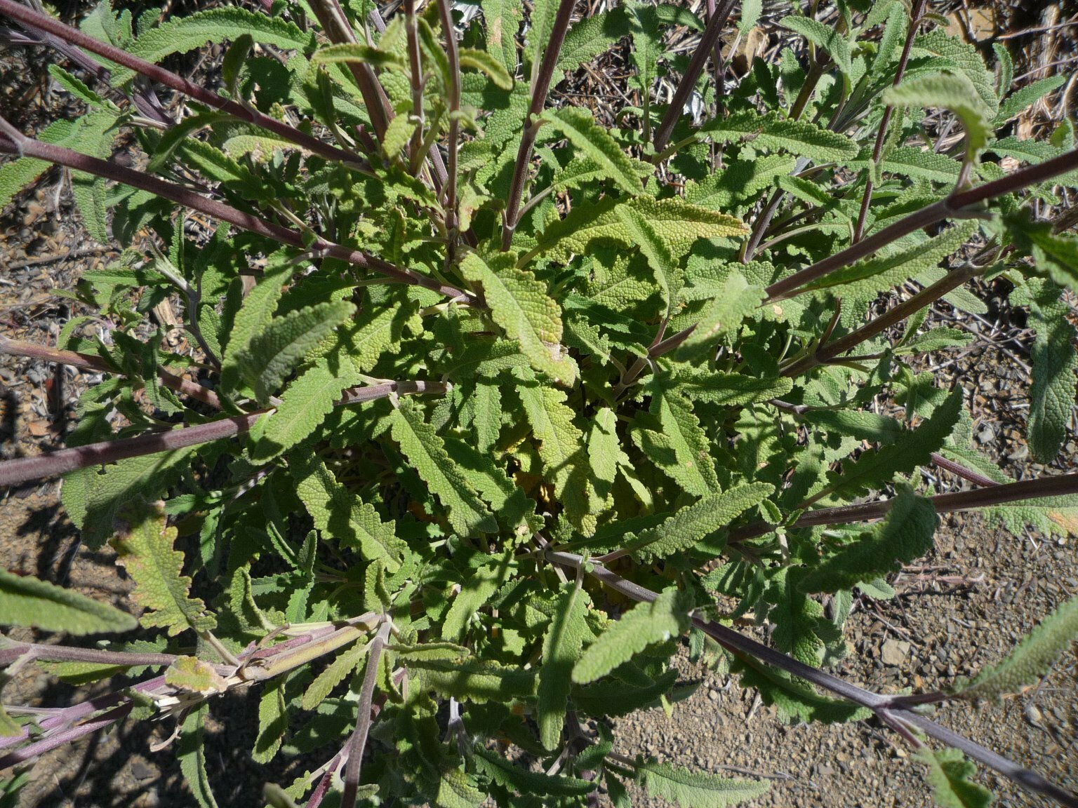 High Resolution Salvia columbariae x mellifera Leaf